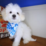 Phoenix Maltipoo 03