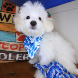 Phoenix Maltipoo 04