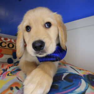 Prancer Golden Retriever 01
