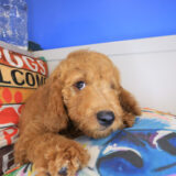 Quinn Goldendoodle 01