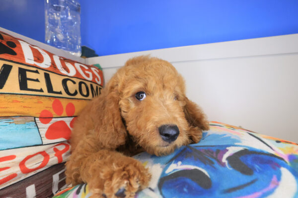 Quinn Goldendoodle 01
