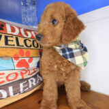 Quinn Goldendoodle 02