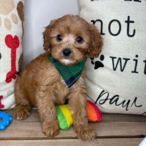 Quixote Cavapoo 01 Quixote Cavapoo 01