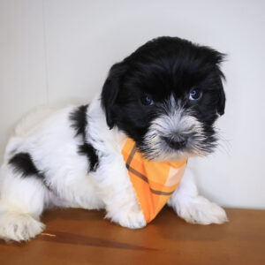 Ravi Havanese 01