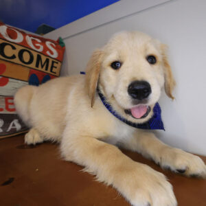 Reed Golden Retriever 01