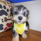 Rocko Morkie 01