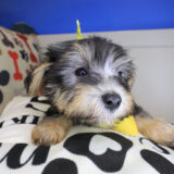 Rocko Morkie 02