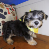 Rocko Morkie 04