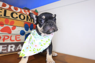 Rosy French Bulldog 01
