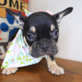 Rosy French Bulldog 04