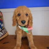 Salem Goldendoodle 01