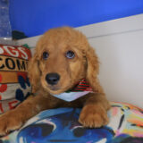 Salem Goldendoodle 02