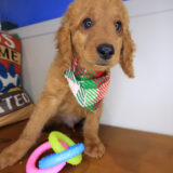 Salem Goldendoodle 04