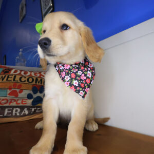 Sammy Golden Retriever 01