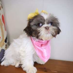 Samus Shih Tzu 01