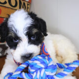 Sandstorm Maltipoo 01