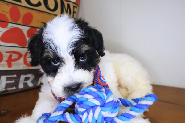 Sandstorm Maltipoo 01