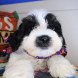 Sandstorm Maltipoo 04
