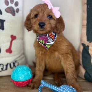 Sheba Mini Goldendoodle 01