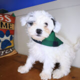 Stevie Maltipoo 01