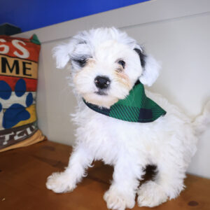 Stevie Maltipoo 01 Stevie Maltipoo 01
