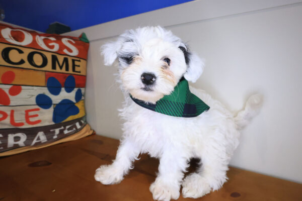 Stevie Maltipoo 01