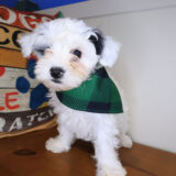 Stevie Maltipoo 04