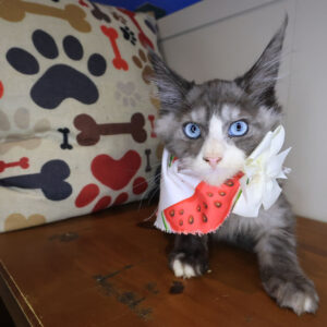 Tabitha Maine Coon 01