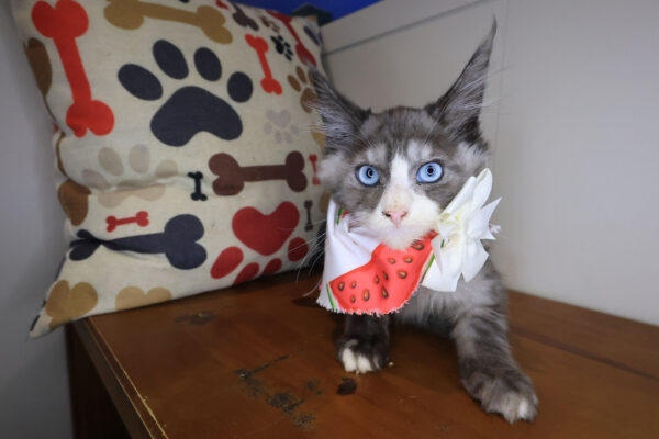 Tabitha Maine Coon 01