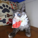 Tabitha Maine Coon 04