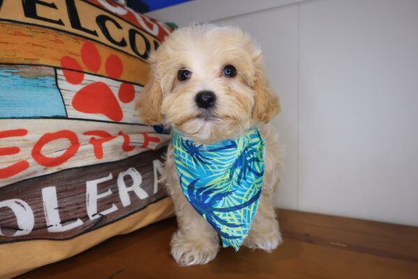 Tamar Maltipoo 01