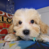 Tamar Maltipoo 02