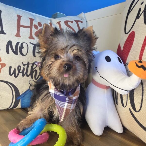 Tater Yorkshire Terrier 01