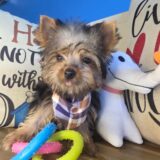 Tater Yorkshire Terrier 02