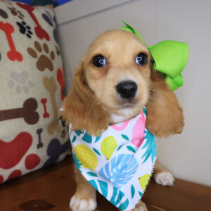 Tawny Dachshund 01 Tawny Dachshund 01