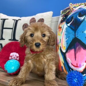 Thoreau Cavapoo 01