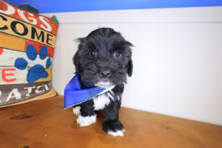 Titan Havanese 01