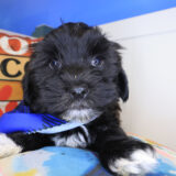 Titan Havanese 02