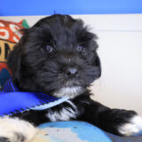 Titan Havanese 04
