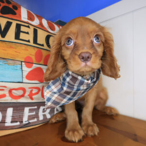 Tom Tom Cavalier King Charles Spaniel 01 Tom Tom Cavalier King Charles Spaniel 01