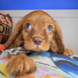 Tom Tom Cavalier King Charles Spaniel 02 Tom Tom Cavalier King Charles Spaniel 02