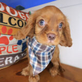 Tom Tom Cavalier King Charles Spaniel 03 Tom Tom Cavalier King Charles Spaniel 03