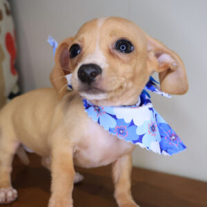 Tracy Dachshund 01 Tracy Dachshund 01