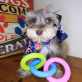 Triton Schnauzer 01