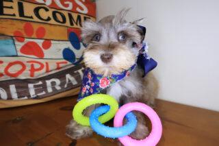 Triton Schnauzer 01