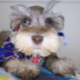 Triton Schnauzer 03