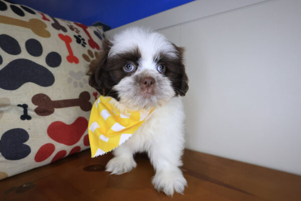 Tumbleweed Shihpom 01