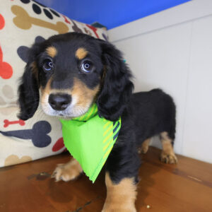 Tundra Dachshund 01 Tundra Dachshund 01