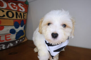 Tzar Maltipoo 01