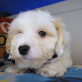 Tzar Maltipoo 03